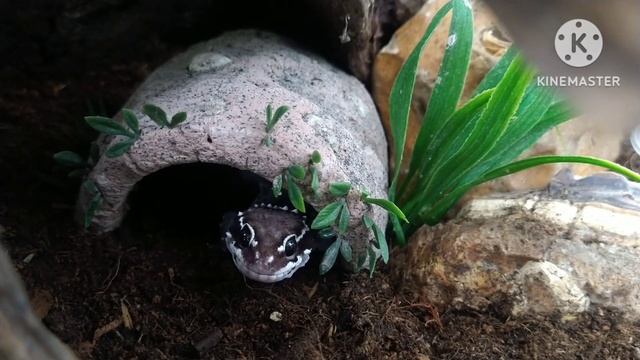 Hemidactylus Triedrus (Termite Hill Gecko) shedding смотреть онлайн