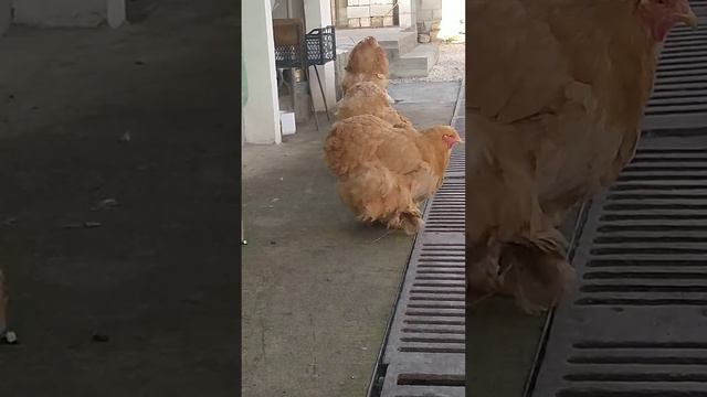 Кохинхин Палевый смотреть онлайн