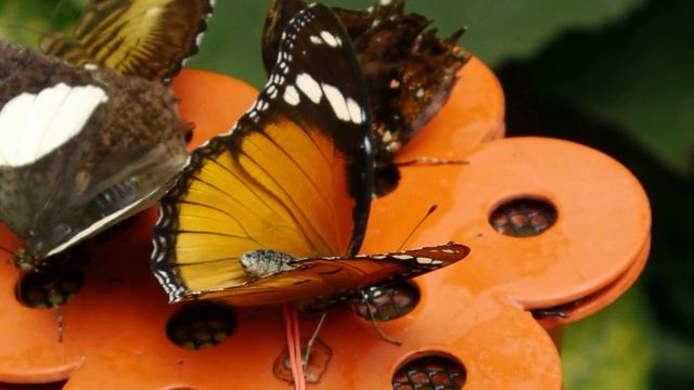 Dryas iulia, Hypolimnas misippus, Hypna clytemnestra, Parthenos sylvia - LQY 08.2023 (FRANCE) смотреть онлайн