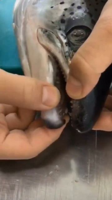 #оченьсмешно #смешныевидео #лосось #суши #работа #салам смотреть онлайн