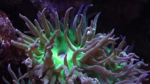 feeding meat loving corals смотреть онлайн