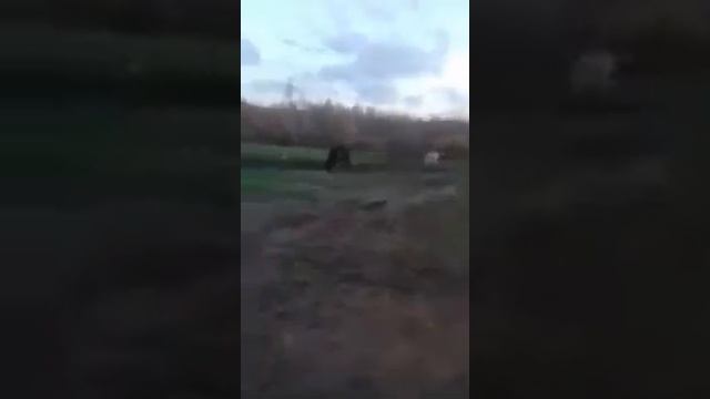 Быки осень. ФАЗЕНДА 2018г д. ЧЕРНАЯ смотреть онлайн