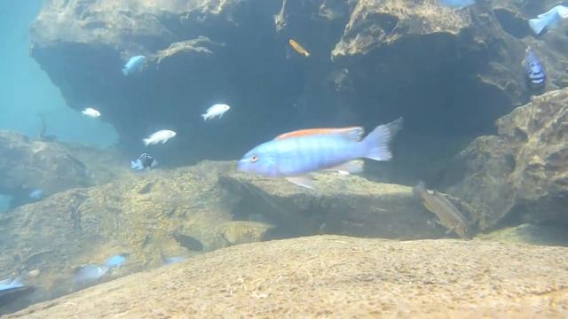 05b capemaclear thumbiwest mbuna смотреть онлайн