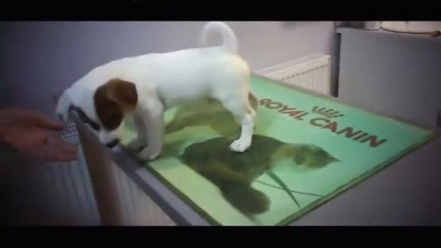 🐾 Локи Бобо первый раз у доктора 🐾 Говорящая собака 🐾 Влог - 2 серия смотреть онлайн