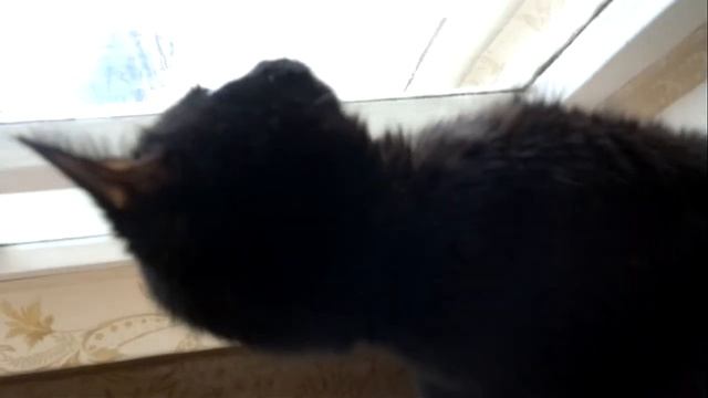 кот говорит смотреть онлайн