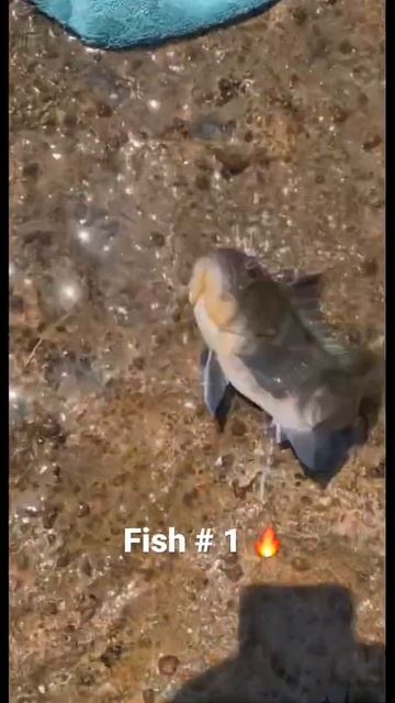 PALOS VERDES FISHING - SOUTHER CALIFORNIA 🎣🌊 смотреть онлайн