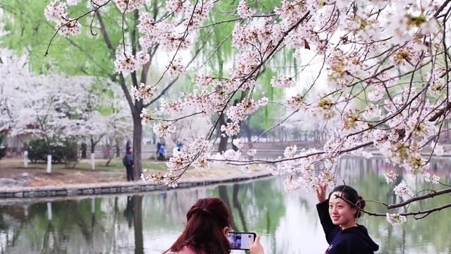 Most beautiful place for Cherry blossom in Beijing Yuyuantan Park | 北京 | 玉渊潭 | 樱花| смотреть онлайн