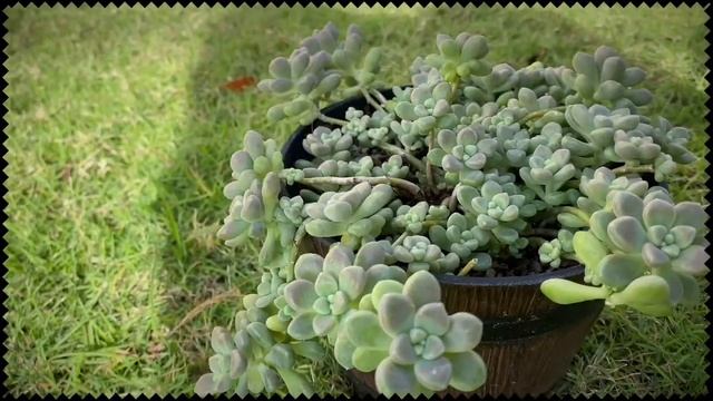 GRAPTOPETALUM MENDOZAE смотреть онлайн
