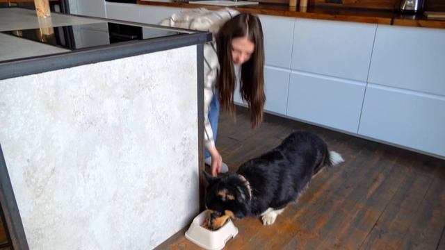 БЕЗОПАСНОЕ хранение корма | Консервы для собак и кошек Delish