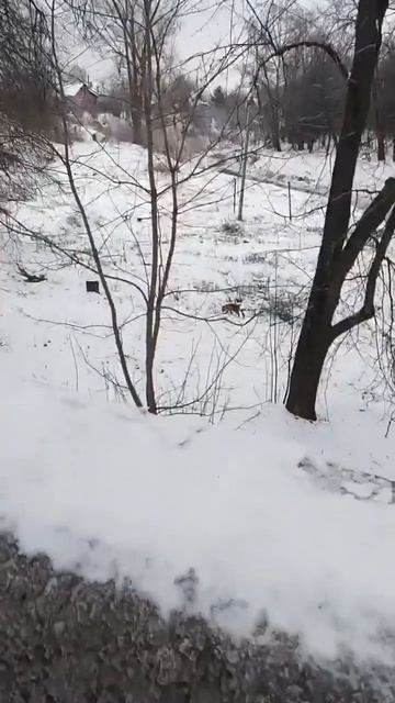 Лиса около школы №4 в Нерехте смотреть онлайн