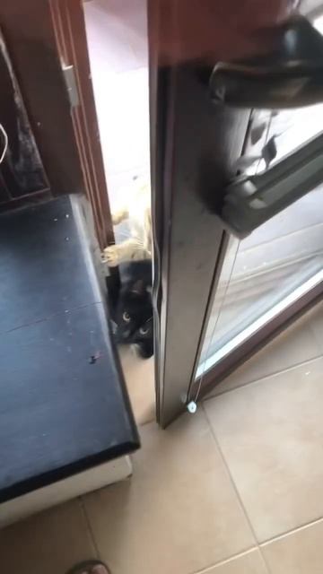 💜 #кошки #кот #милыекошки #кошка #милыйкот #коты #шортс #shorts смотреть онлайн