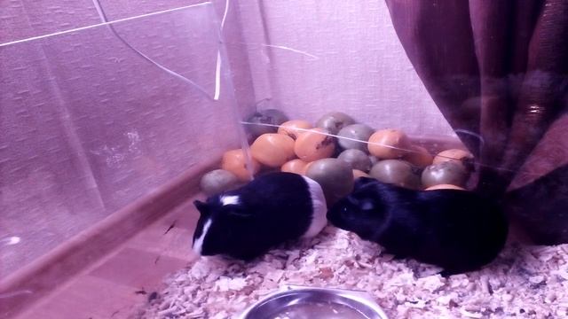 Я скоро буду записывать гта 5 смотреть онлайн