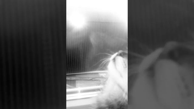 Катейка😻Милое создание природы🐼😇 смотреть онлайн