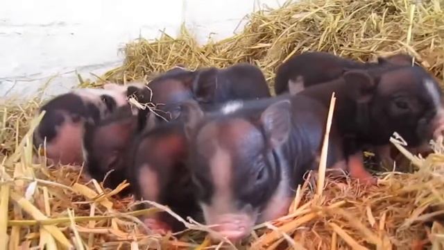 Мини-пиги МАЛЫШИ #минипиги / микро поросята