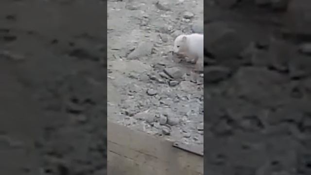 Песец пришёл) смотреть онлайн