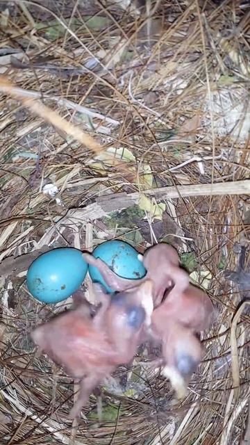Bank myna two days old смотреть онлайн