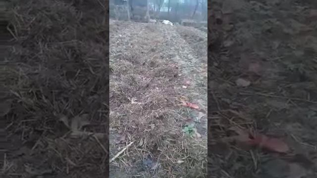 Плюс навоза для клубники и земли меж бугров смотреть онлайн