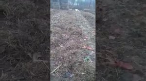 Плюс навоза для клубники и земли меж бугров