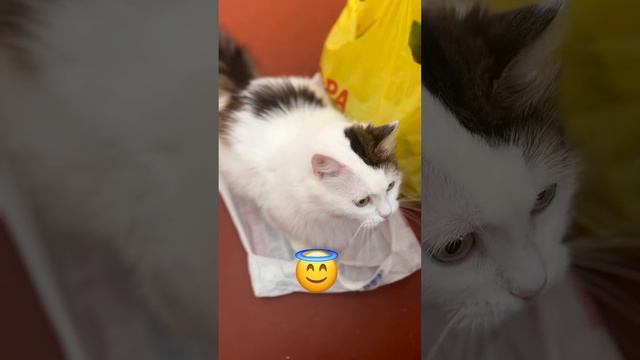 Осторожно! Злая хозяйка забирает пакет!!! #cat #catlover #catvideos #смешныекоты #cats #cat