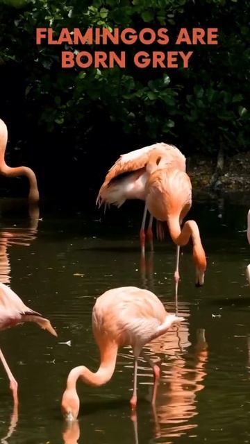 Flamingos 🦩. Amazing animal facts 7 #fun #funny #short #pet #bird #flamingo смотреть онлайн