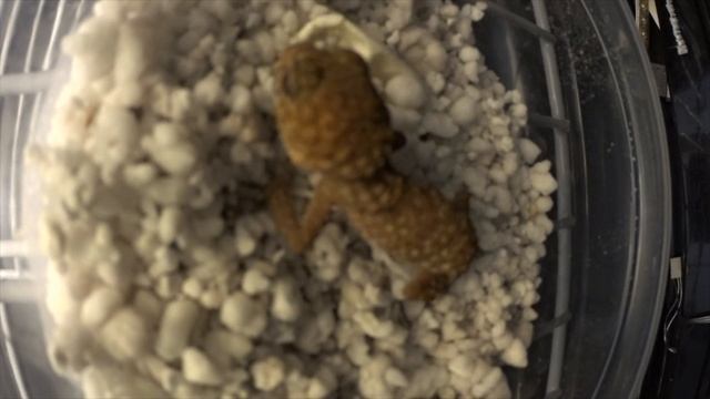 Time-lapse gecko hatching from it's egg! смотреть онлайн