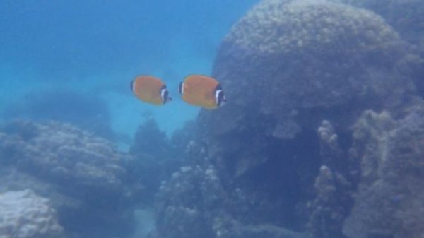 ปลาผีเสื้อเหลืองชุมพร Weibel's butterflyfish