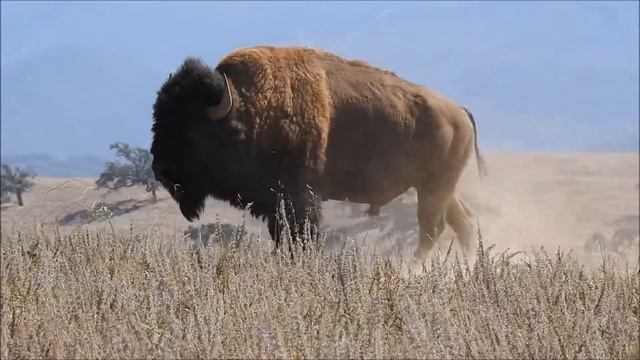Buffalo / Бизон смотреть онлайн