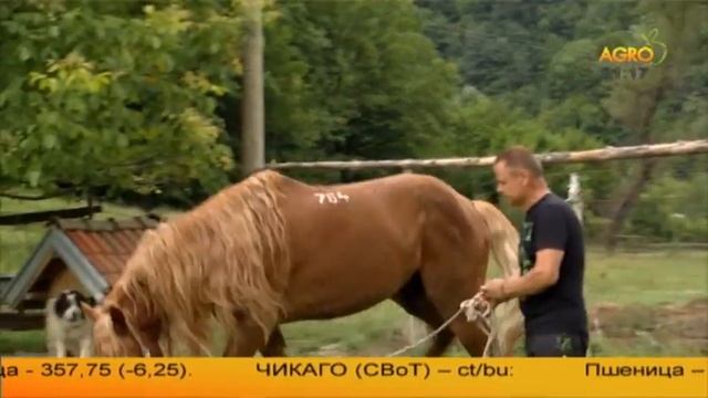Български тежковозен кон смотреть онлайн