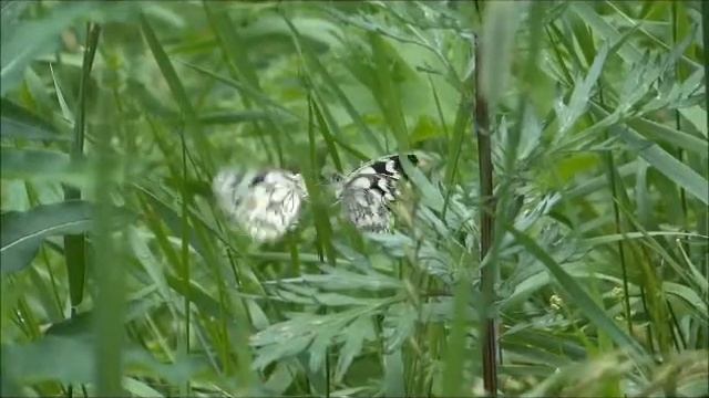 Marbled White courtship. Baltsende dambordjes, Melanargia galathea. смотреть онлайн