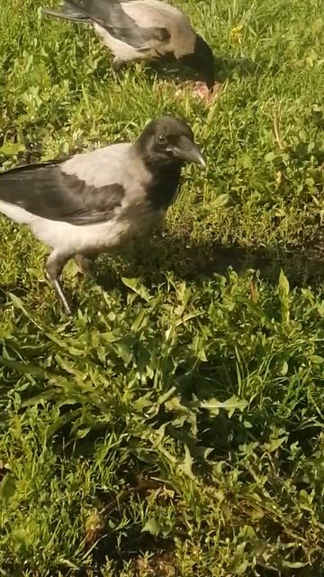Самый юный вороненок #вороны / Youngest of all fledglings #crow смотреть онлайн