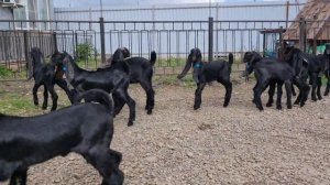 Камори козы.