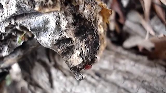 Microattention: Red Mite смотреть онлайн