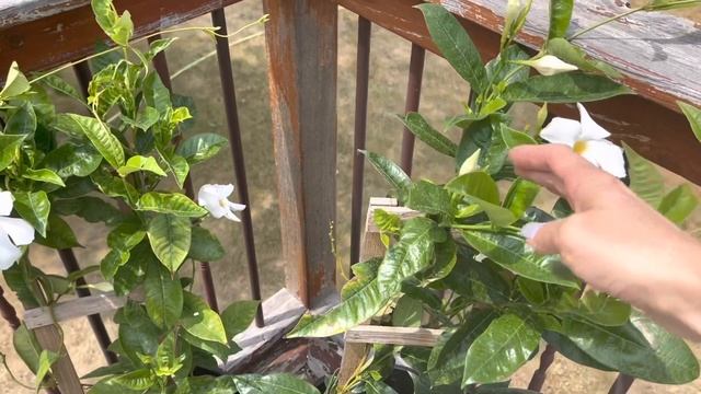 Закупка продуктов! Мы в гостях! 17 Июня 2023! смотреть онлайн