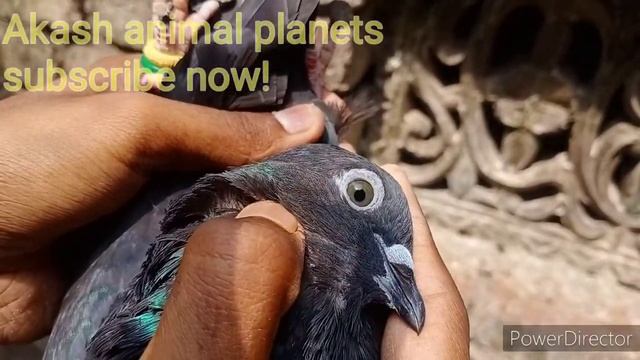 Black MAMBA pair/ shok kare . AKash pigeon loft/Mumbai/kalyan смотреть онлайн