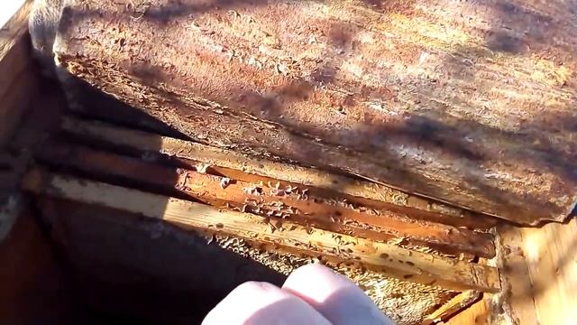 Гибель пчелосемьи состояние на 19.02.2021 смотреть онлайн