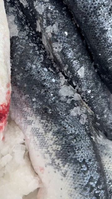 Сёмга Атлантическая крупная от 7 килограмм https://ikralife.ru #food #salmon #atlantis #fish #еда смотреть онлайн