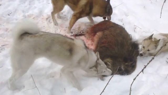 Джубар, Умка и Музгар с добычей смотреть онлайн