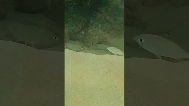 Beach walk and swim 60 seconds ✨🏝☀️ Tropical fish ✨🐠✨ #shorts #barbados #beach #travel #viral смотреть онлайн