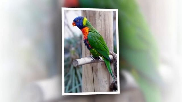 Top 10 Beautiful Parrots 2018 - Top 10 Most cutest Parrots in the World смотреть онлайн