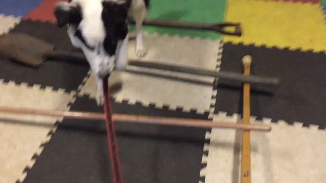 Puppy Luxating Patella
