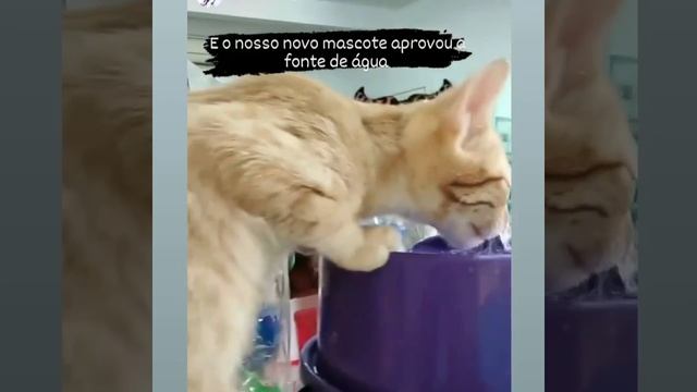 Prevenção de doença Renal em felinos. смотреть онлайн