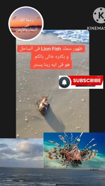 سبب إنتشار الأسماك السامة🐠 فى البحر المتوسط #fish#sea смотреть онлайн