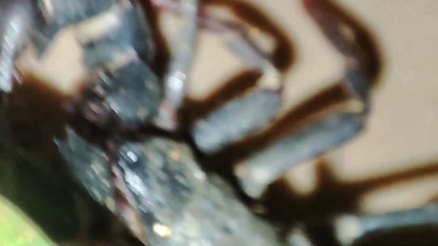 Whip Scorpion Tired #Scorpion #Animal #Insects #MacroVideo смотреть онлайн
