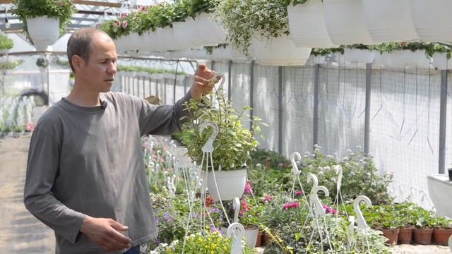 Prezentare alte plante curgatoare pentru balcon - www.florighiveci.ro смотреть онлайн