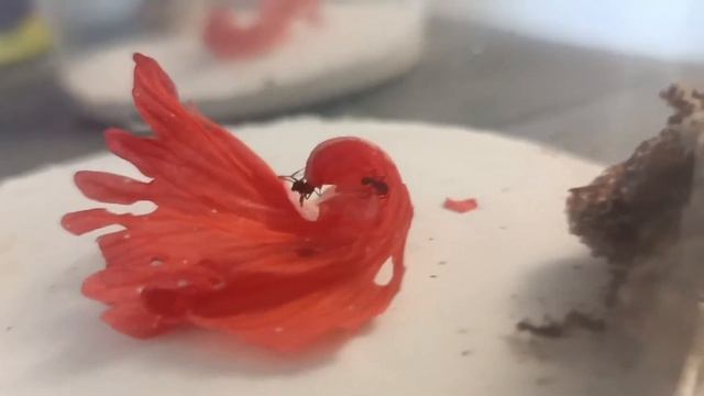 OPERÁRIAS DE ACROMYRMEX SP CORTANDO A FLOR смотреть онлайн