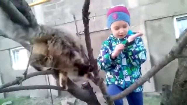 Кошка на дереве смотреть онлайн