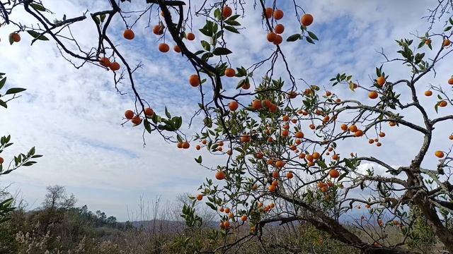 Парнаут. Уроки, стихи, качели, пикники смотреть онлайн