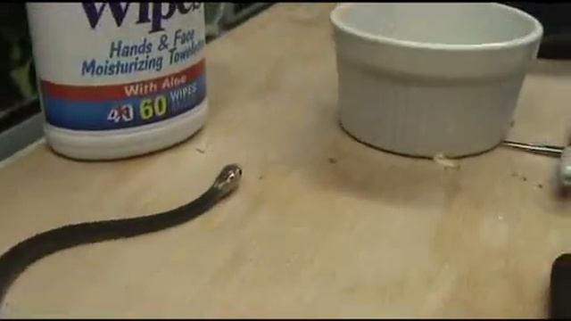 Captive Born PNG Taipan смотреть онлайн