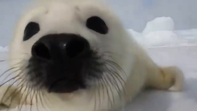 Мем из 2028 года смотреть онлайн