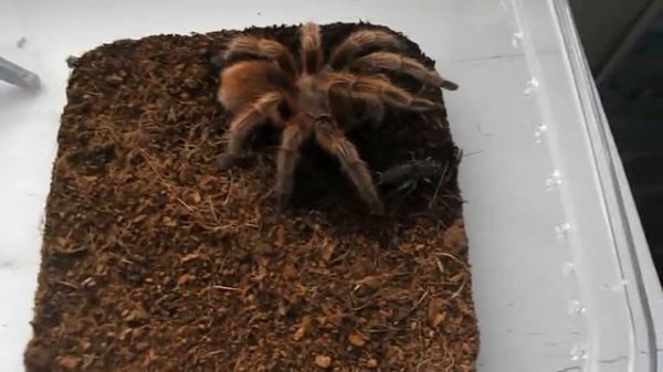 Grammostola rosea Red